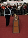 Heimtiermesse 2009   074
